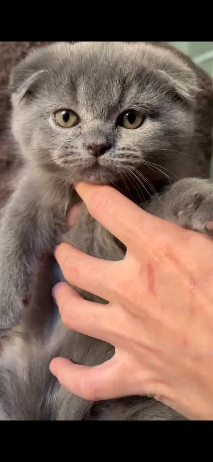 اسکاتیش کوچولو|گربه|تهران, حبیب الله|دیوار