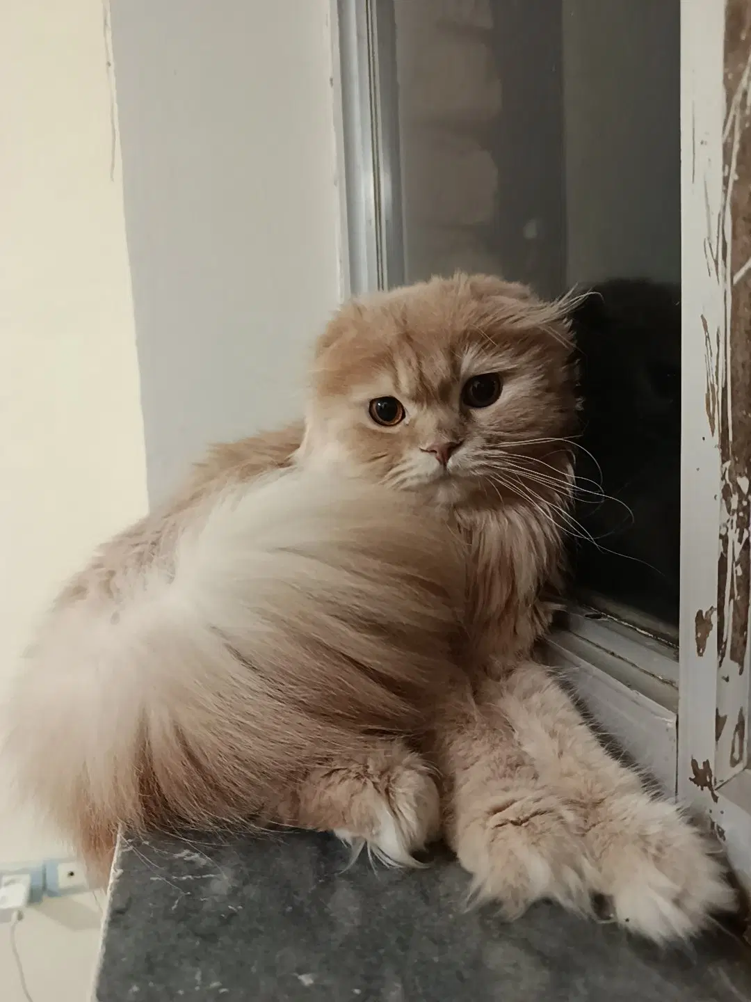 گربه|گربه|خلخال, |دیوار