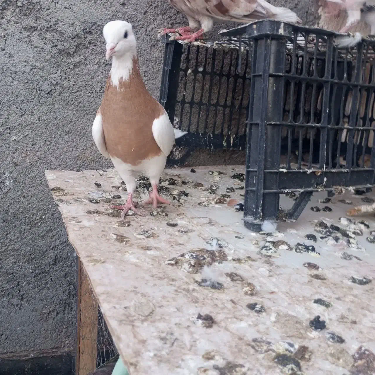 حیون طوقی نر پرشی|پرنده|مشهد, شهید علی محمدی|دیوار