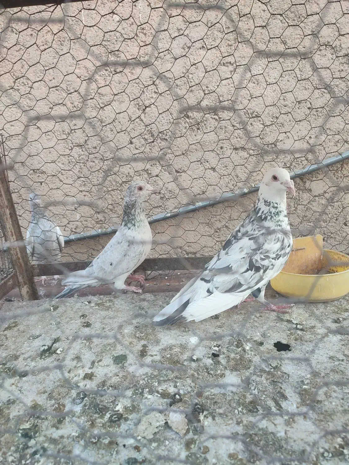 پلاکی سرور|پرنده|شیراز, اکبر آباد|دیوار