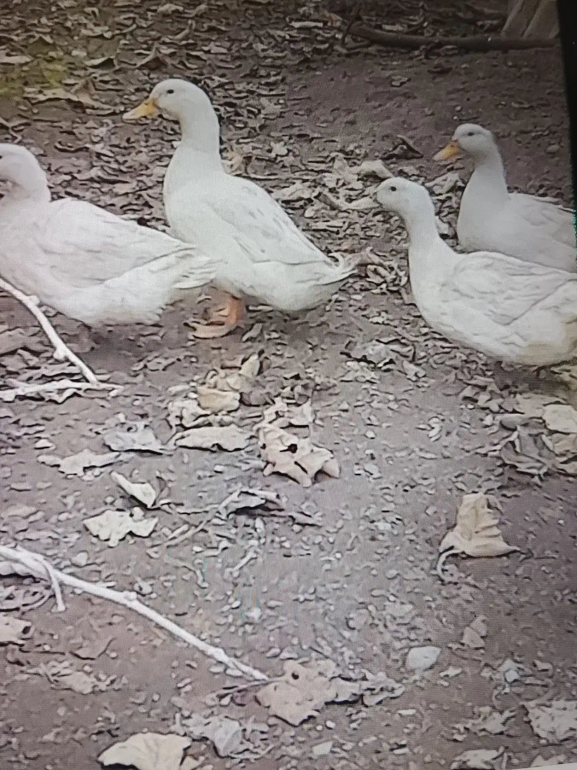 اردک و بوقلمون و بچه بقلمون|حیوانات مزرعه|تالش, طولارود|دیوار