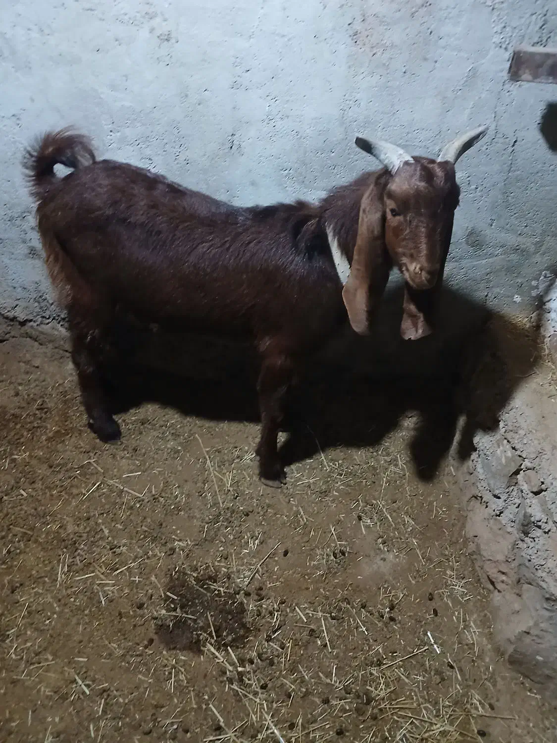 تیشتر بهده نجدی|حیوانات مزرعه|اندیکا, |دیوار