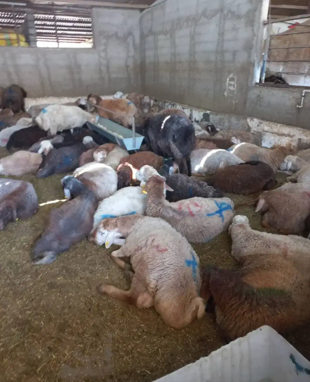 گوسفند // فروشی برادان صفری|حیوانات مزرعه|نسیمشهر, |دیوار