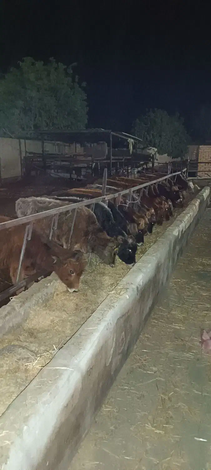 گوساله‌بومی‌جنس‌ودورگ|حیوانات مزرعه|جوادآباد, |دیوار