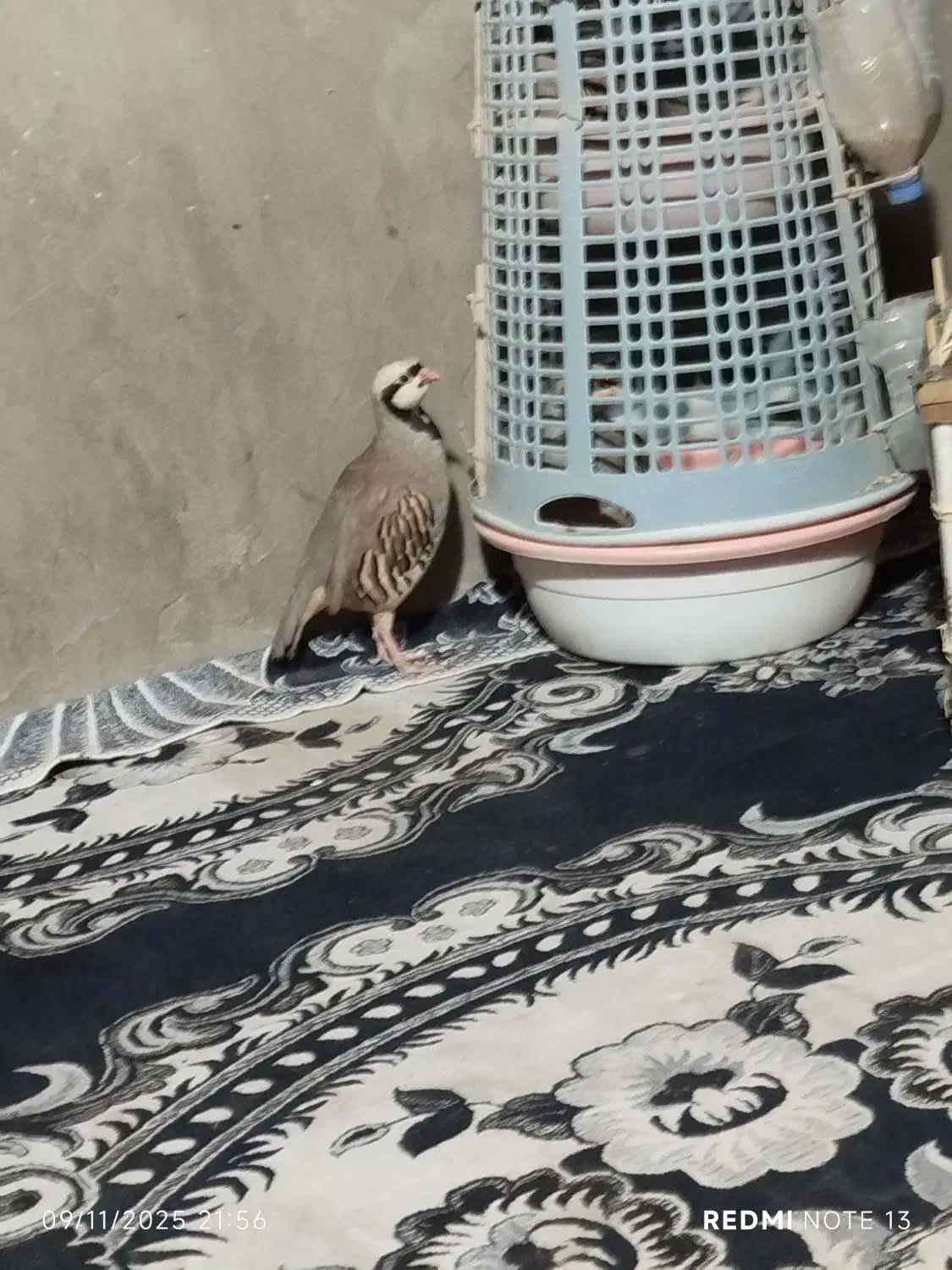 بلدرچین کردی|پرنده|سراوان, |دیوار