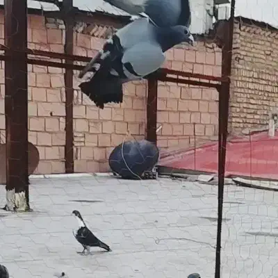 گمشده کبوتر|حیوانات|پاکدشت, پاکدشت (مامازند)|دیوار