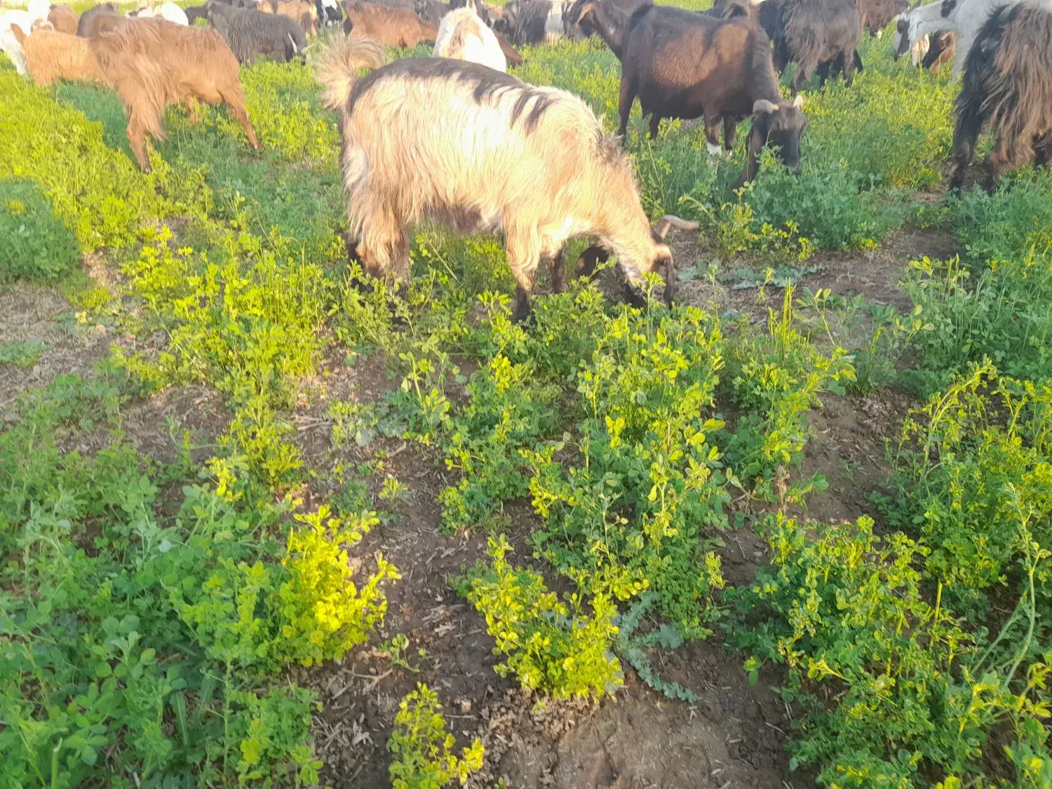 بز سرحال|حیوانات مزرعه|داراب, |دیوار