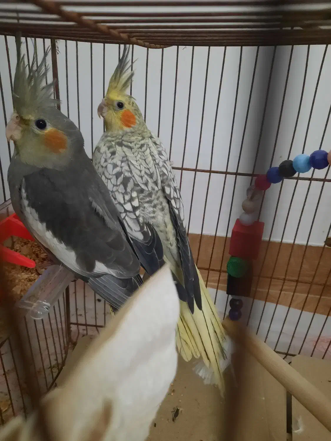 عروس هلندی|پرنده|رودسر, |دیوار