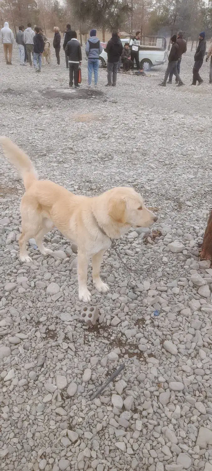 سگ گلدن|سگ|ری, علایین|دیوار