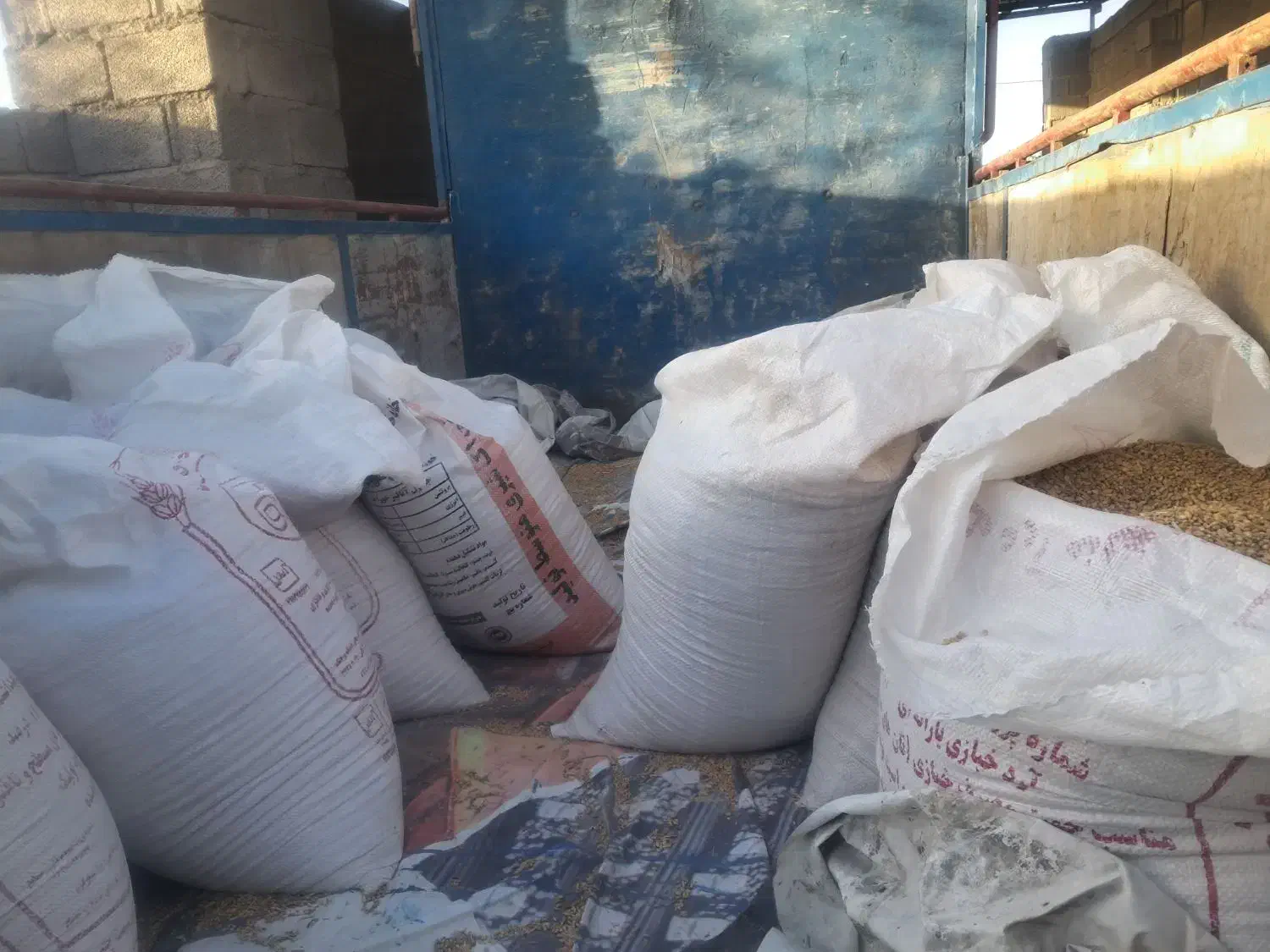 گندم|لوازم جانبی حیوانات|گلزار, |دیوار