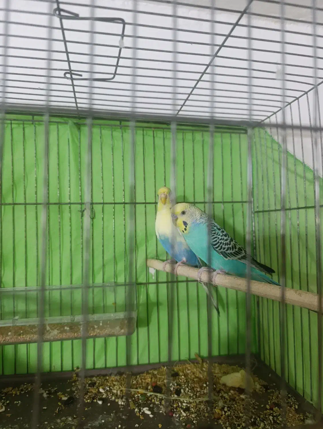 مرغ عشق|پرنده|کرج, فاز ۵ مهرشهر|دیوار