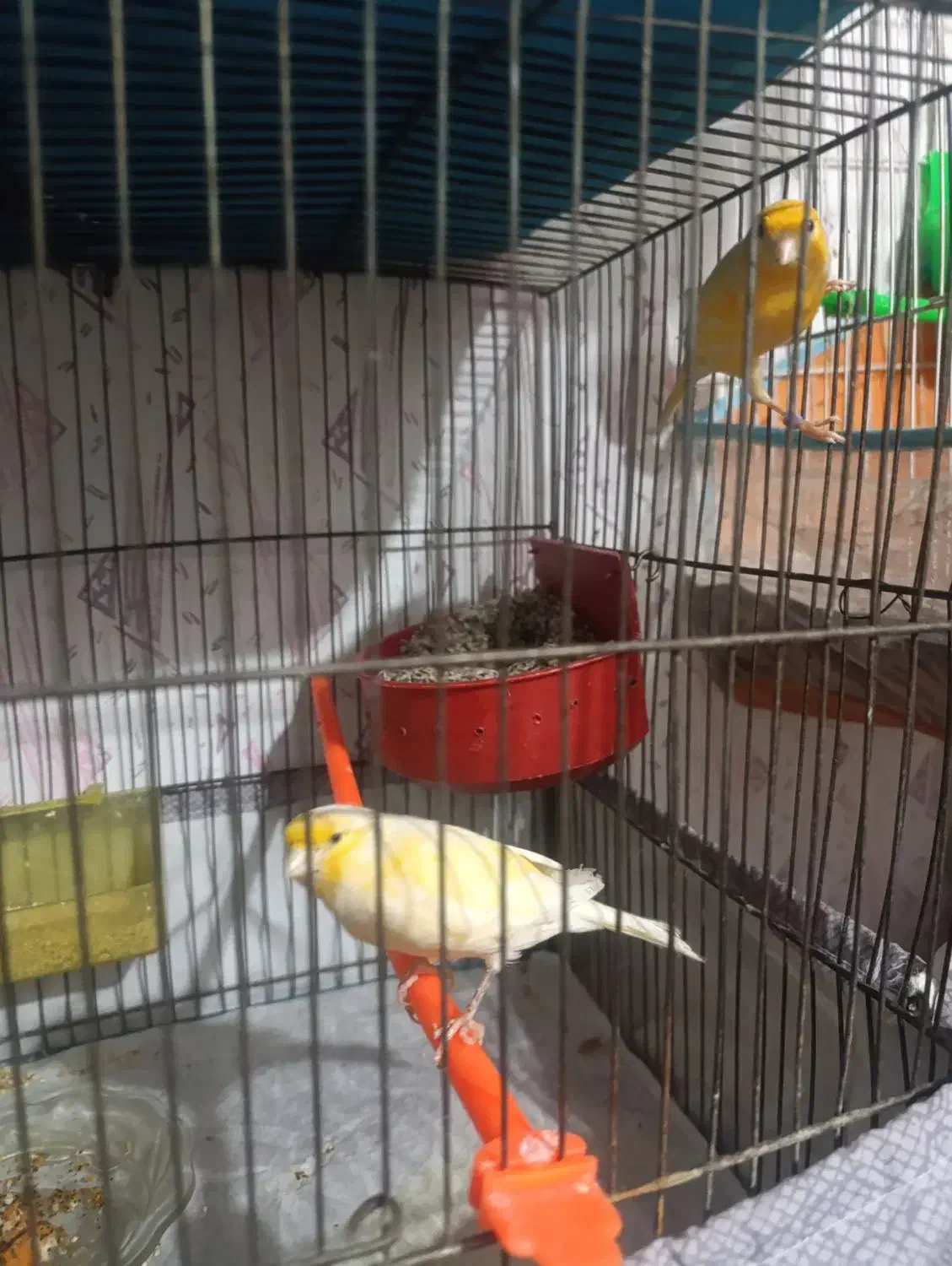 قناری جفت|پرنده|مشهد, رضاییه|دیوار