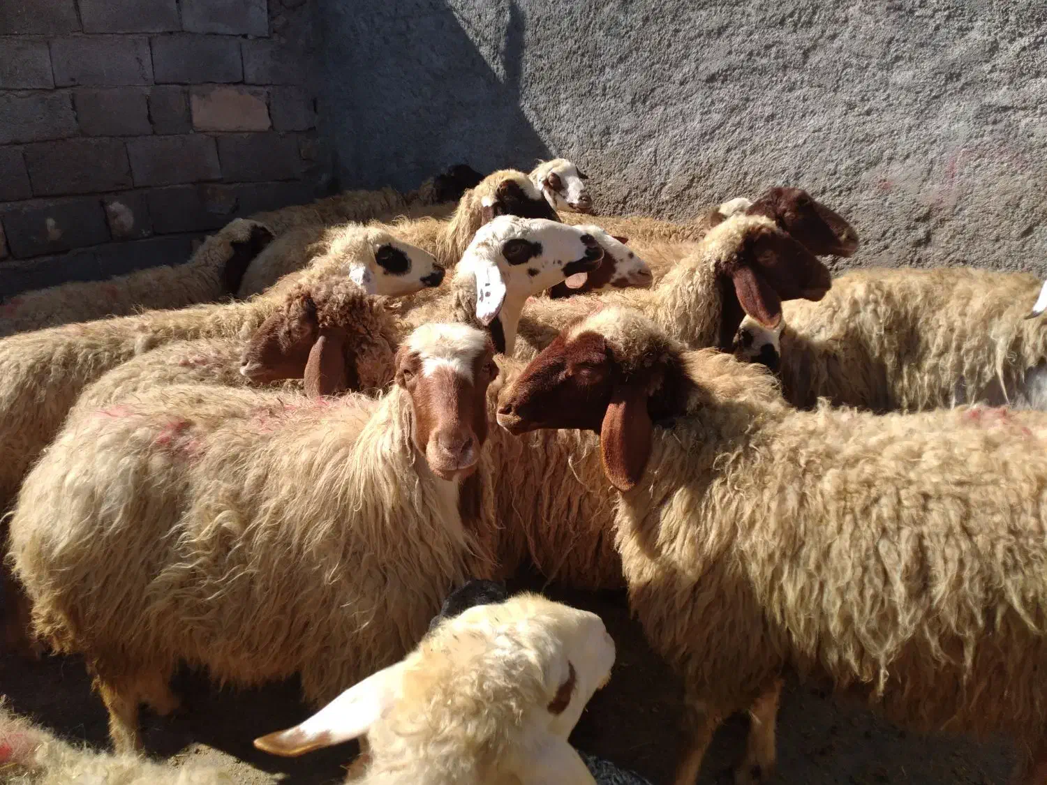 گوسفند میش و بره|حیوانات مزرعه|کرمانشاه, |دیوار