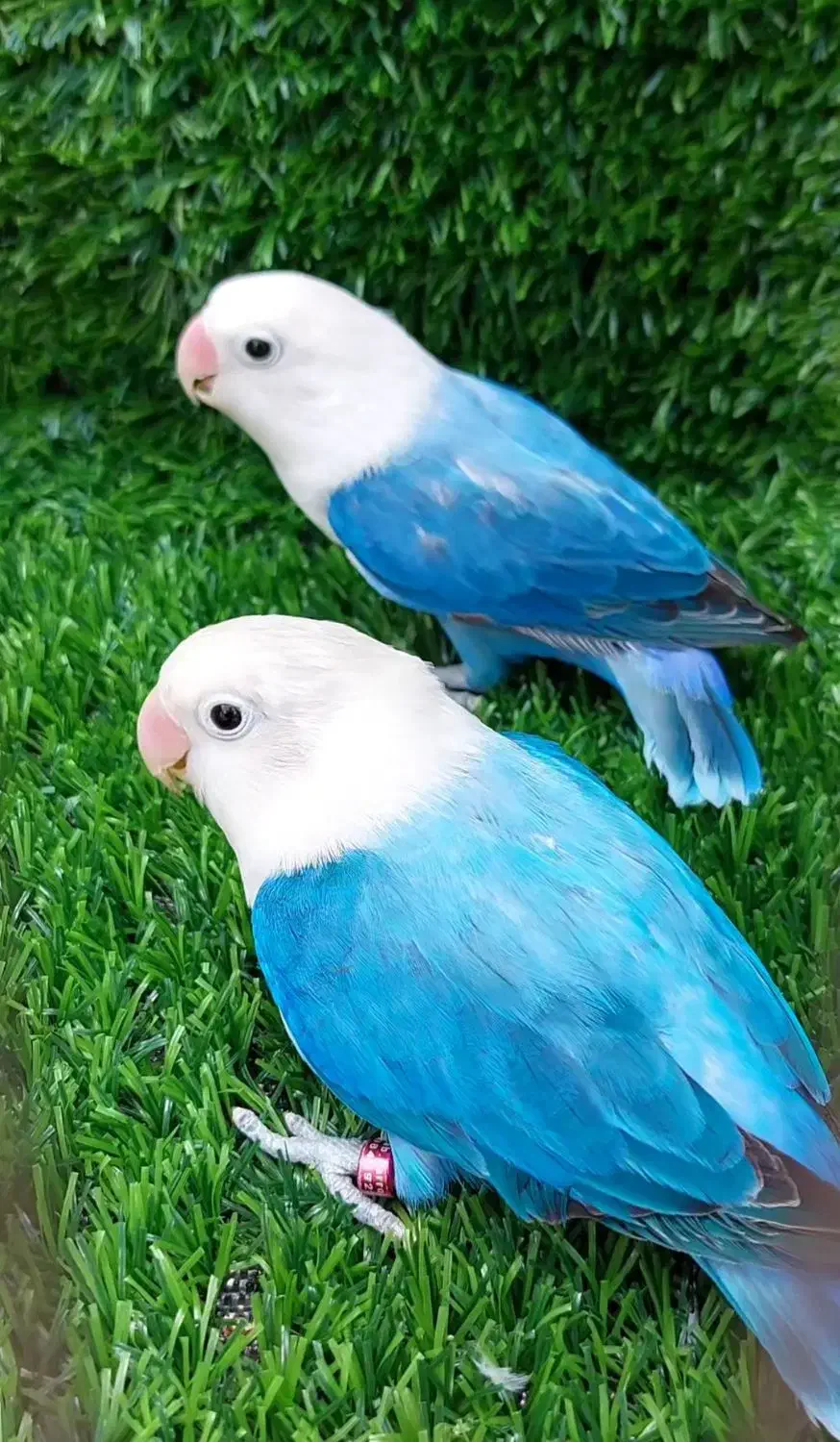 پرورش دهنده کوتوله وفیشر،خدادوست لار|پرنده|بندرعباس, |دیوار