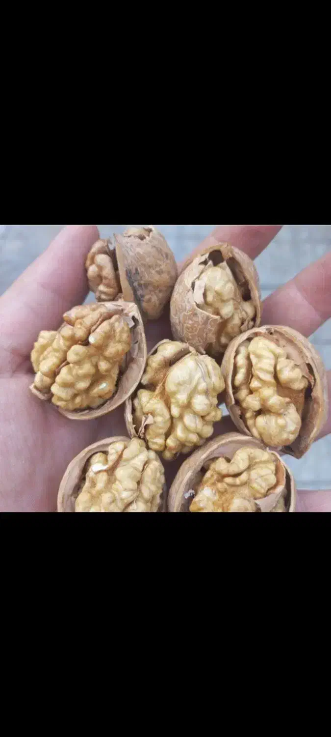 فروش گردو الو کشمش و بادام بوانات|خوردنی و آشامیدنی|شیراز, شهرک بهار|دیوار