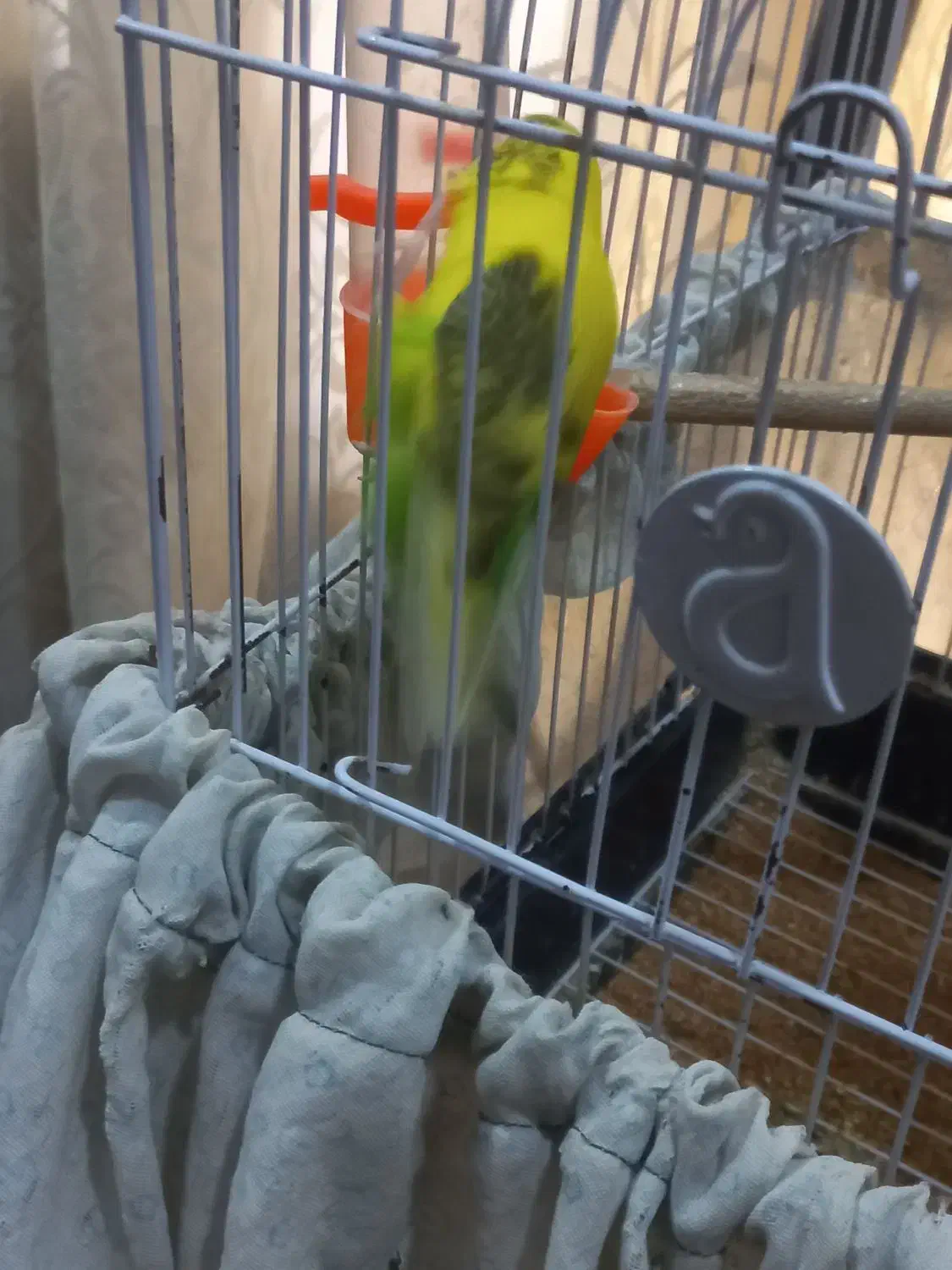 ۲تا جوجه مرغ عشق به همراه مادر شون فقط|پرنده|اهواز, کیانشهر|دیوار