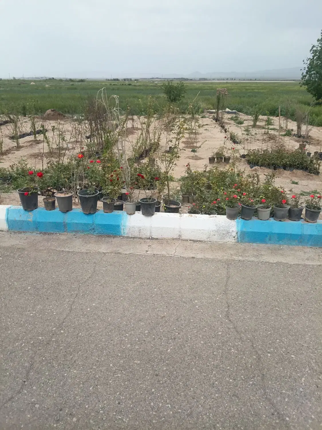 گل رز|گل و گیاه طبیعی|تربت جام, میان جام|دیوار