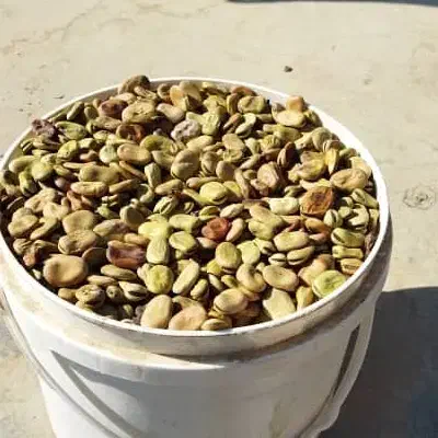 بذر باقله، باقلا|خدمات باغبانی و درختکاری|دره شهر, |دیوار