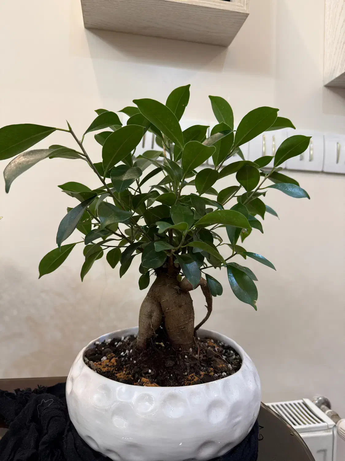 گیاه بونسای|گل و گیاه طبیعی|مشهد, بهارستان|دیوار