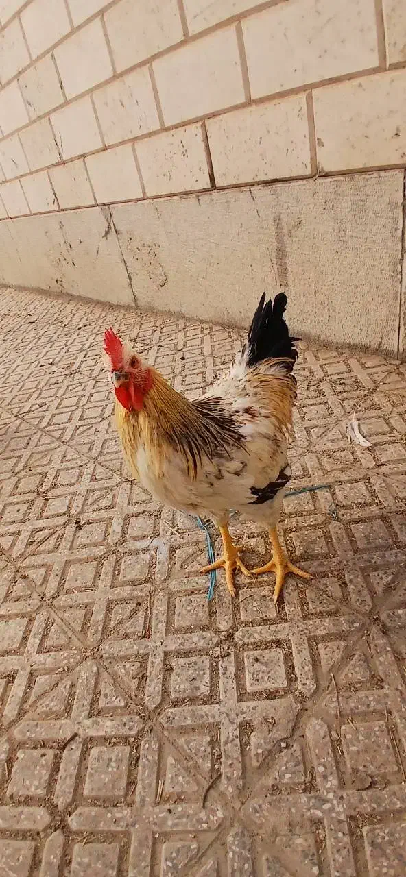 خروس ۶ماهه خونگی|حیوانات مزرعه|تهران, بهارستان|دیوار