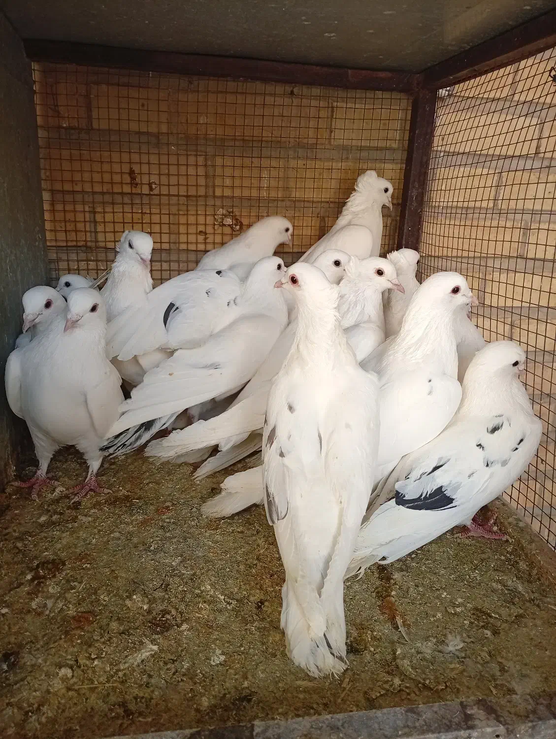 کبوتر|پرنده|آباده, |دیوار