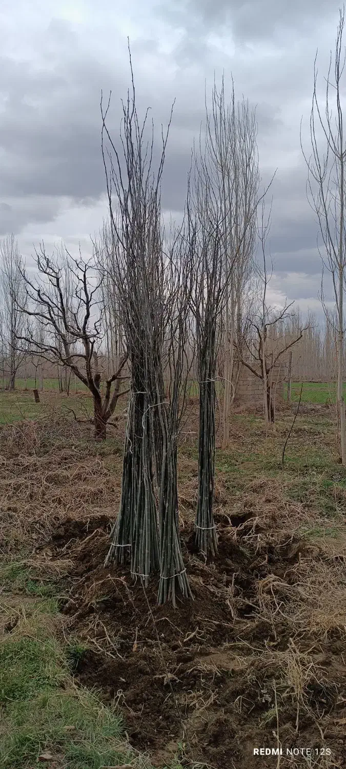 پیش فروش نهال تبریزی چیت|خدمات باغبانی و درختکاری|سلماس, |دیوار