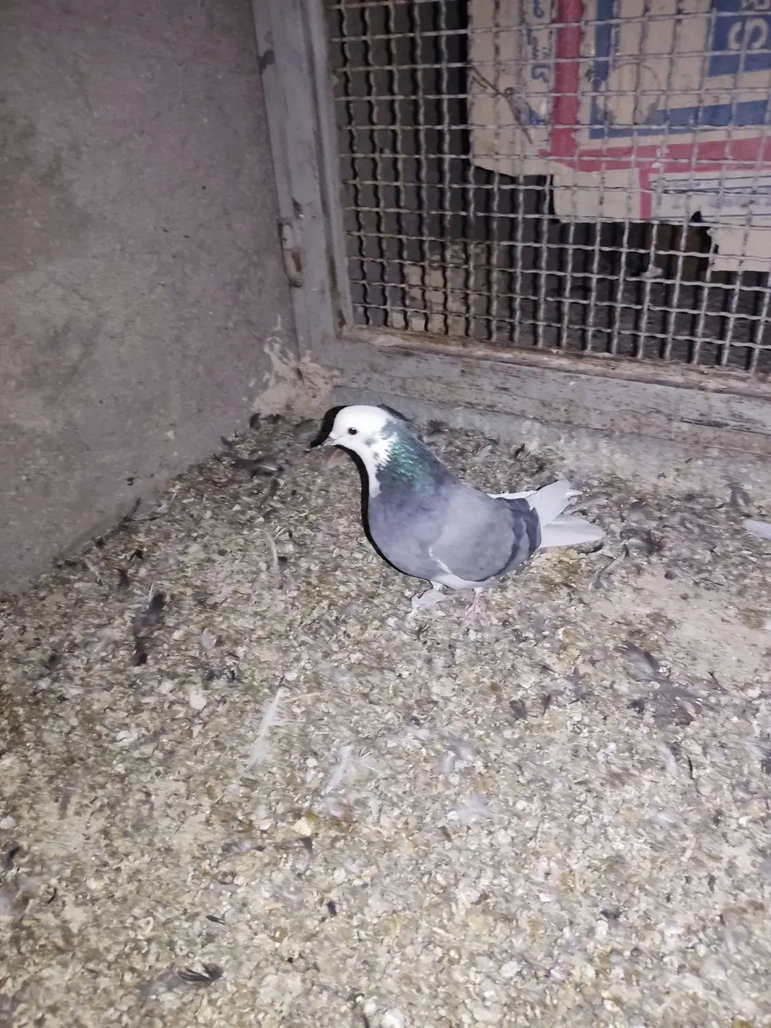 شازده سبز تهرونی پرش بالا|پرنده|برخوار, |دیوار