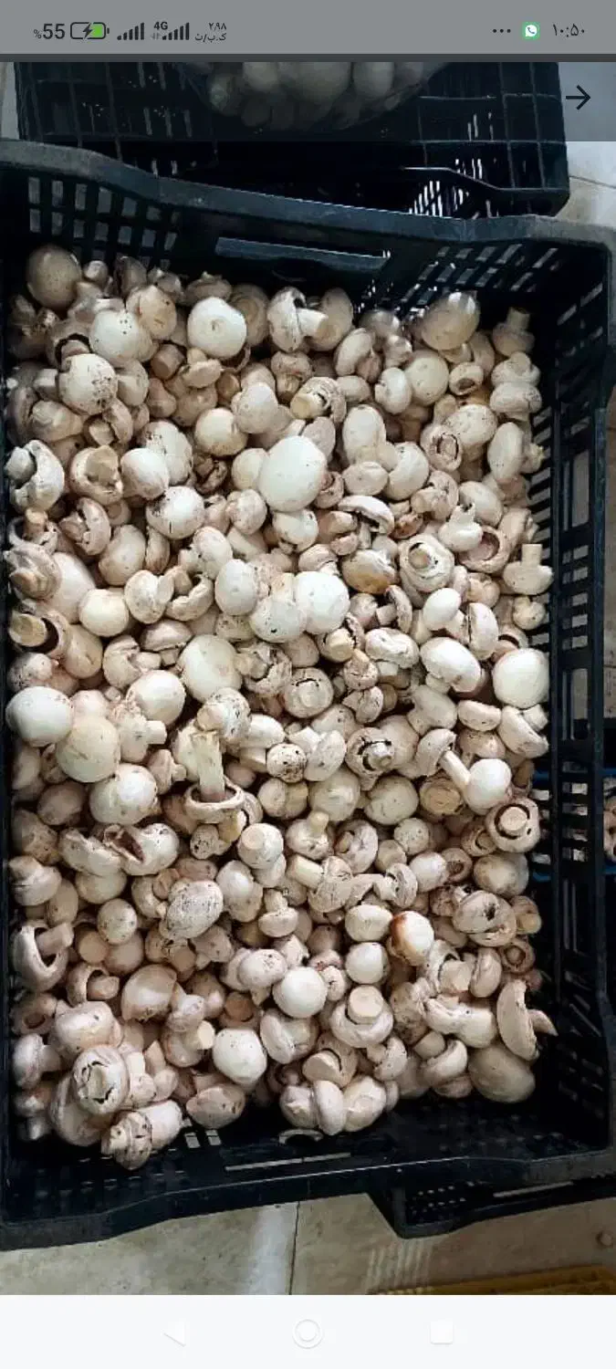 قارچ درجه یک و درجه 2|عمده‌فروشی|اراک, |دیوار