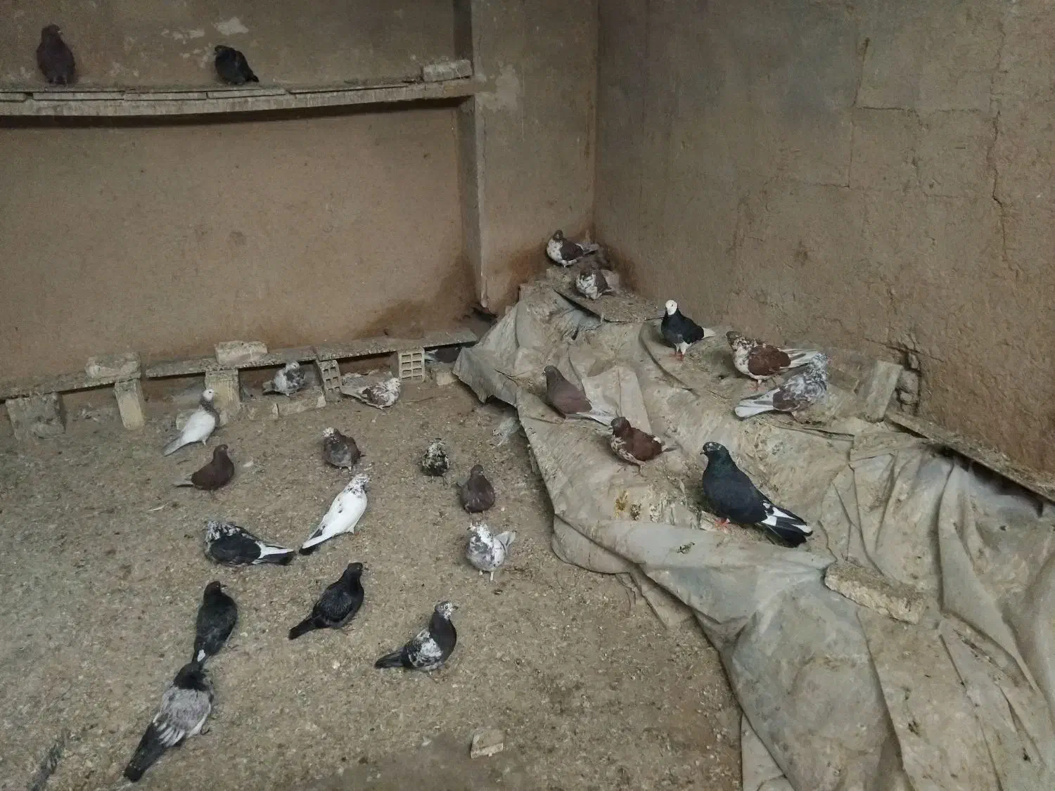 فروش|پرنده|برخوار, |دیوار