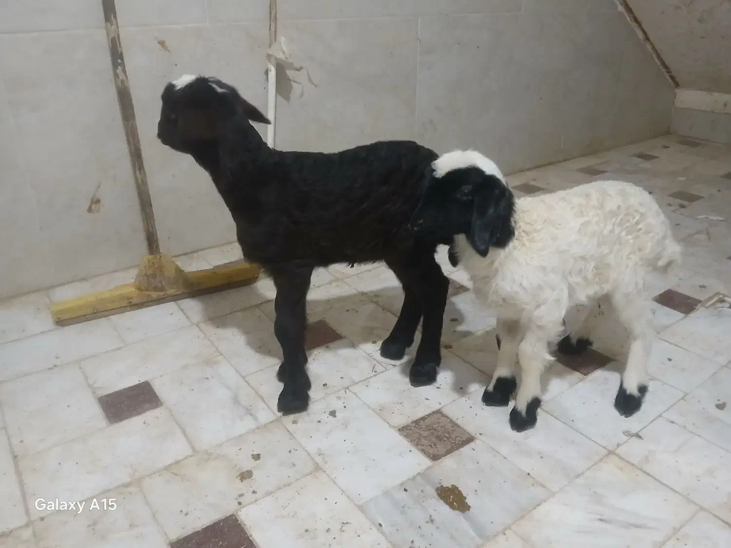 بره شیری خالص افشار|حیوانات مزرعه|قم, قلعه کامکار|دیوار