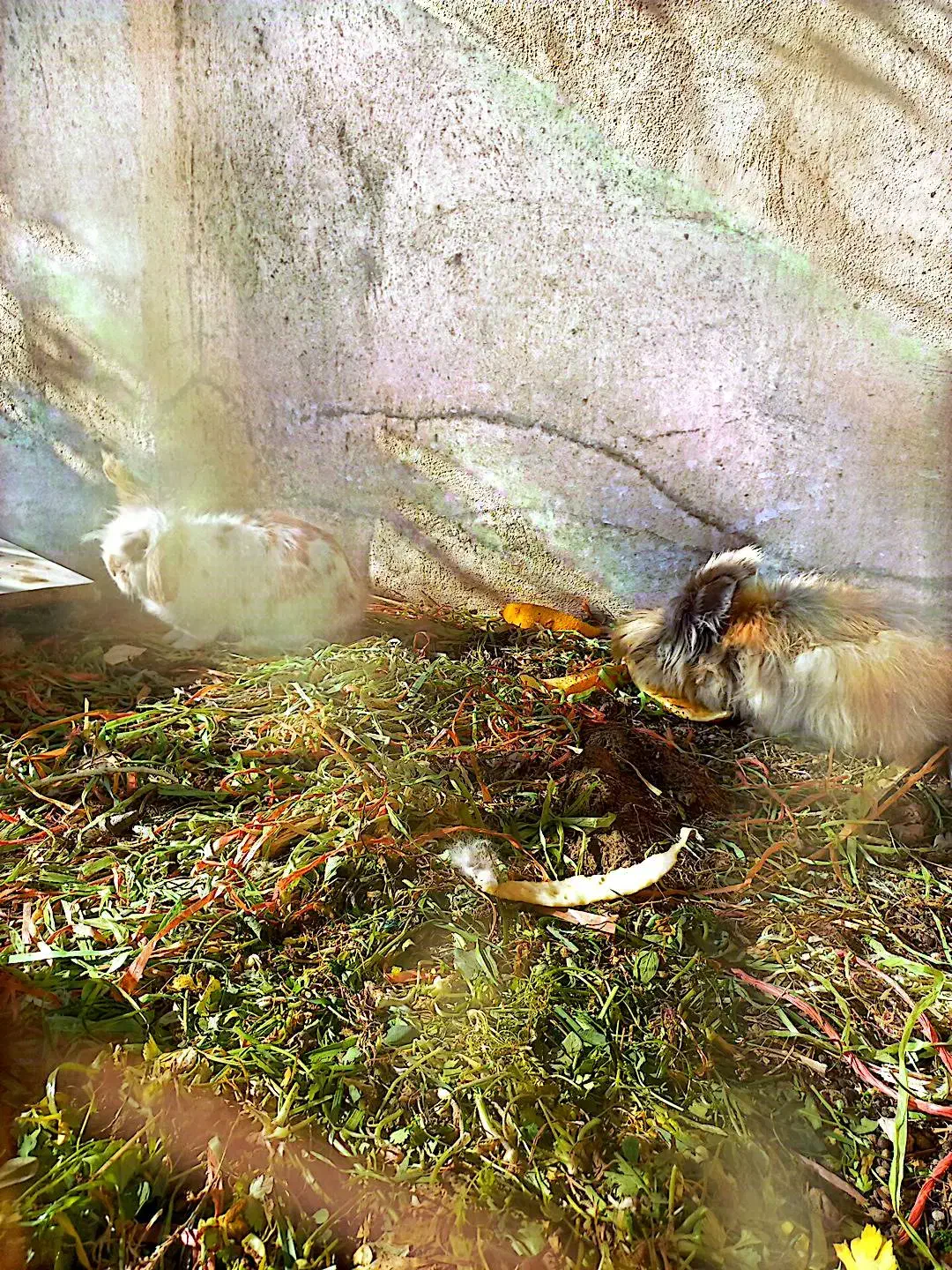 فروش تعدادی غاز وبوقلمون ،خرگوش لپوغیره|حیوانات مزرعه|سبزوار, ابوریحان|دیوار