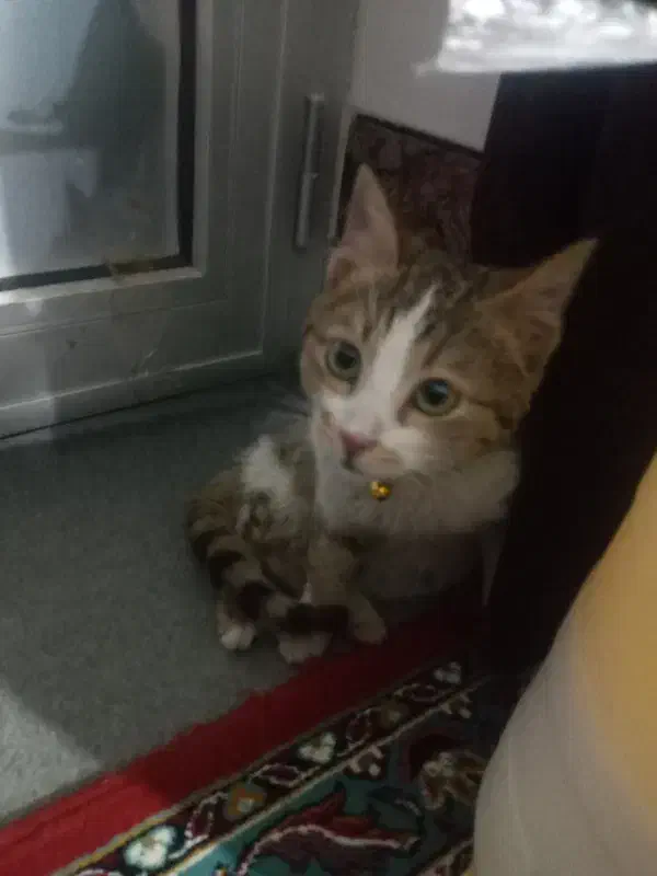 حیوان گربه|حیوانات|میاندوآب, |دیوار