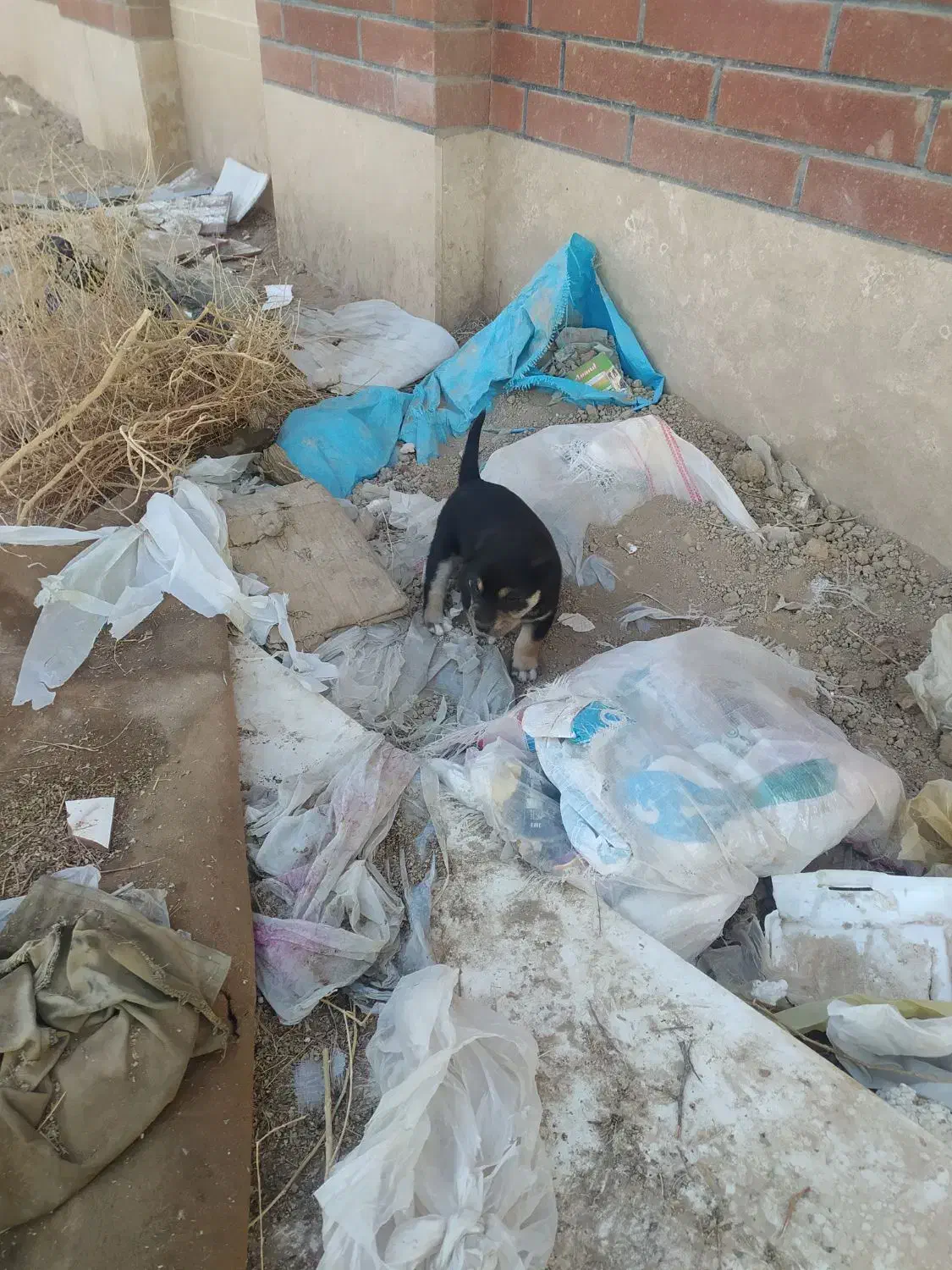 توله حسابی|سگ|قم, باسکول|دیوار