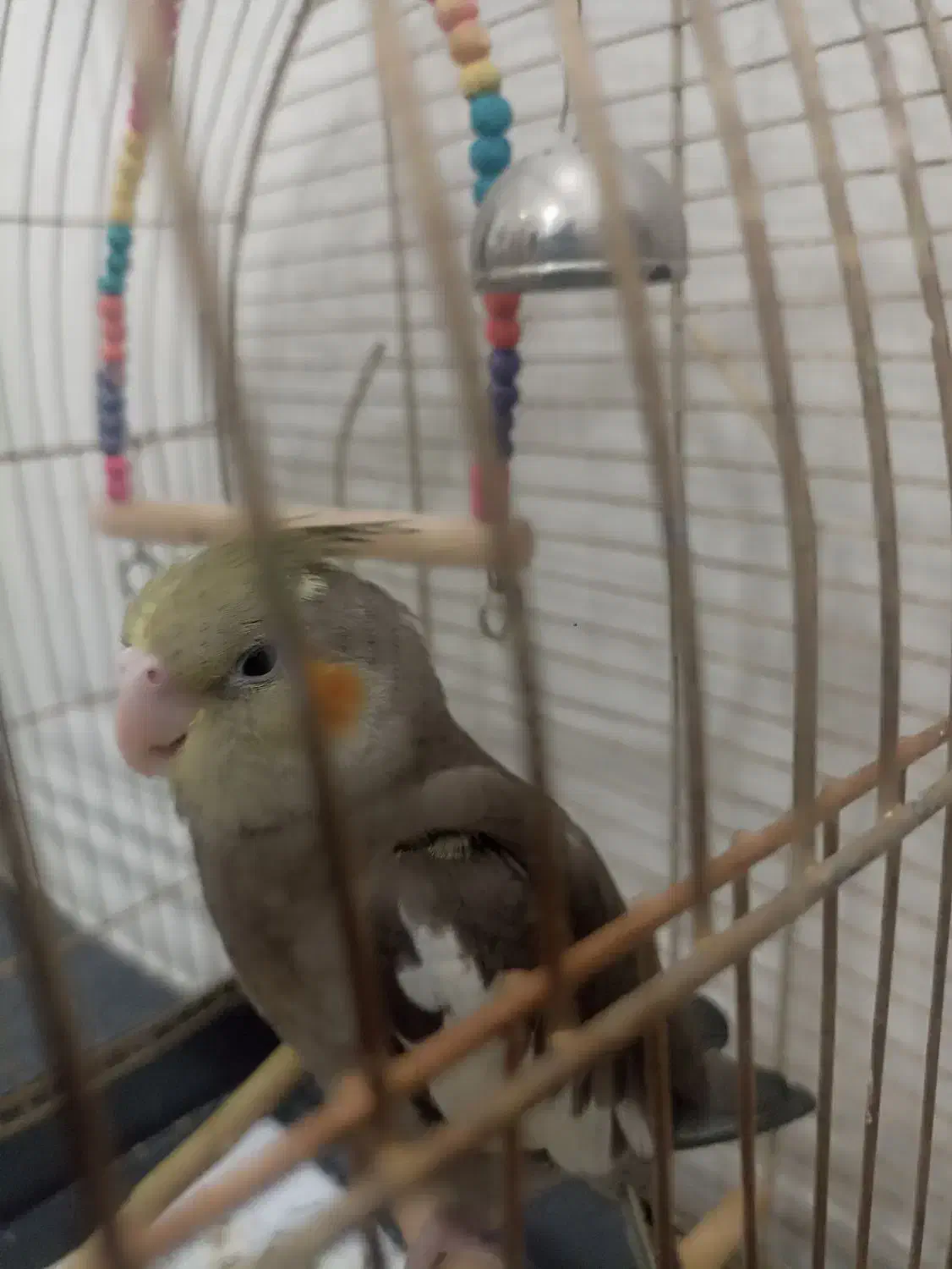 طوطی عروس هلندی|پرنده|لار, |دیوار