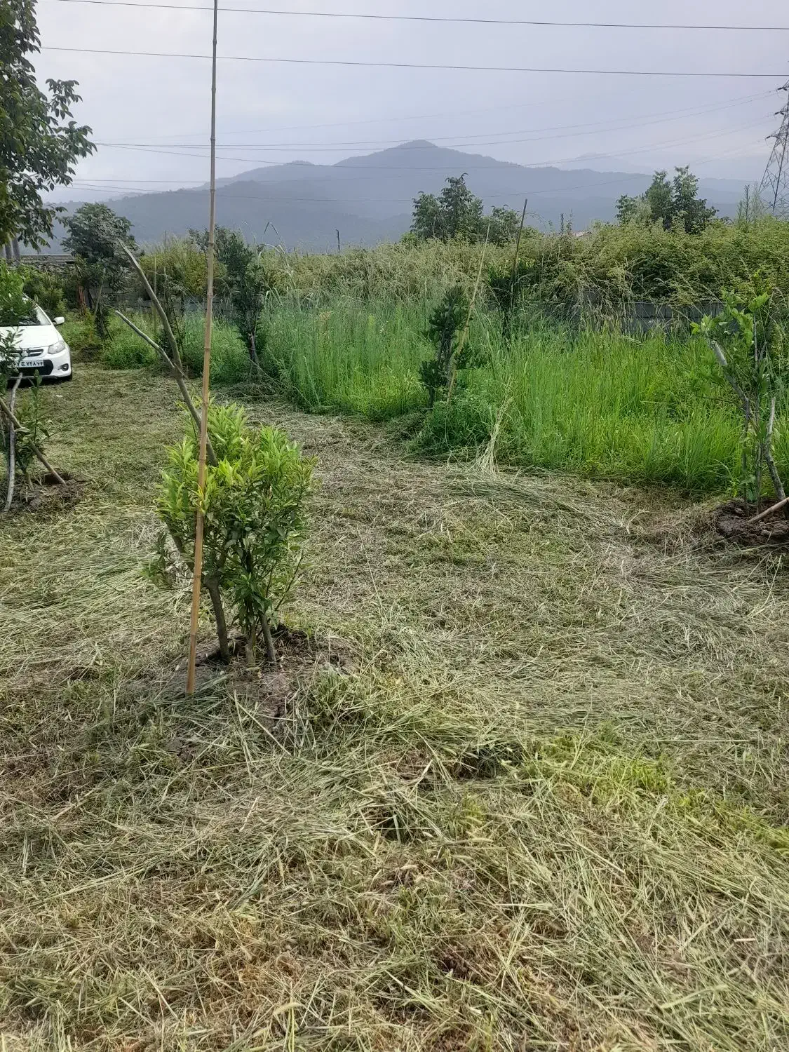 علفتراشی هرس سمپاشی علف زنی علف تراش|خدمات باغبانی و درختکاری|تنکابن, |دیوار