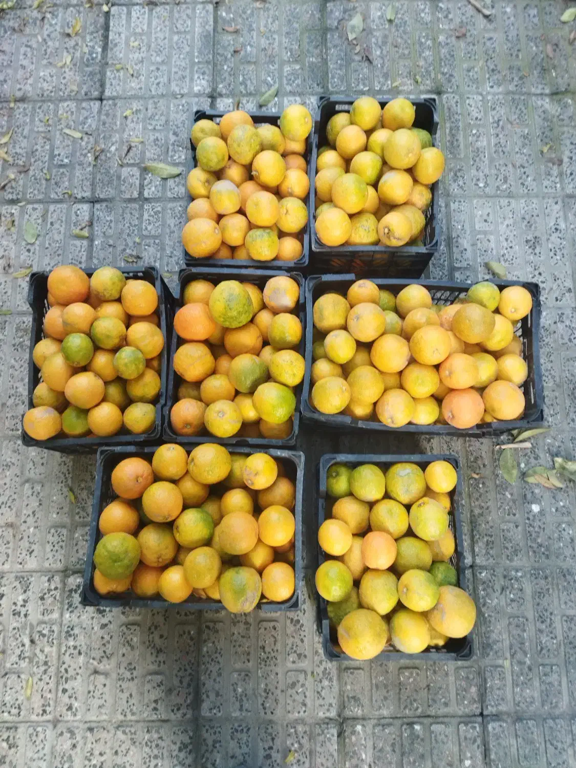 نارنج تازه چین آبدار|گل و گیاه طبیعی|گرگان, |دیوار