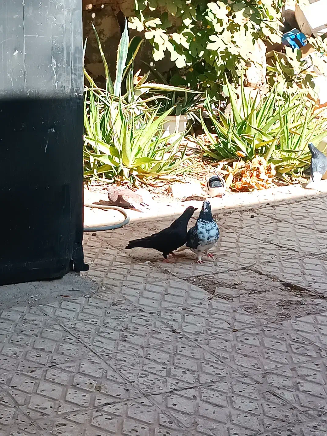 کبوتر پرشی و تزئینی|پرنده|گرمسار, |دیوار