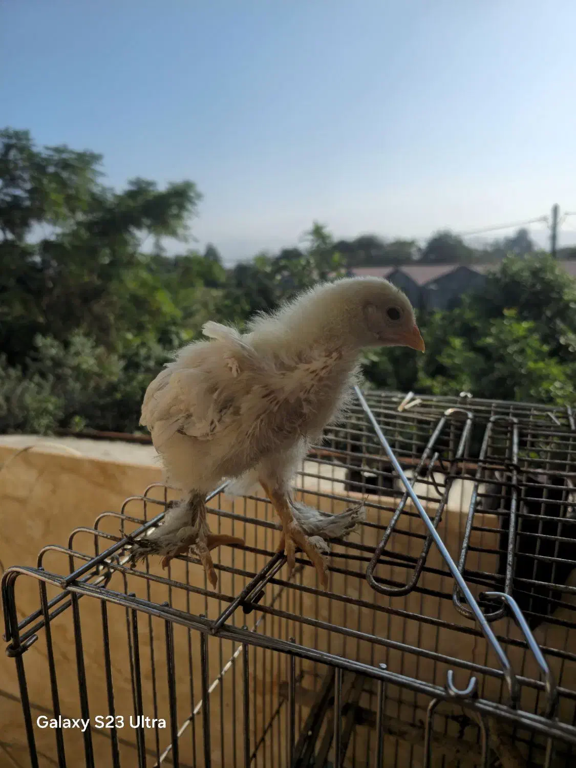 جوجه برهما لایت|حیوانات مزرعه|خرمآباد (تنکابن), |دیوار