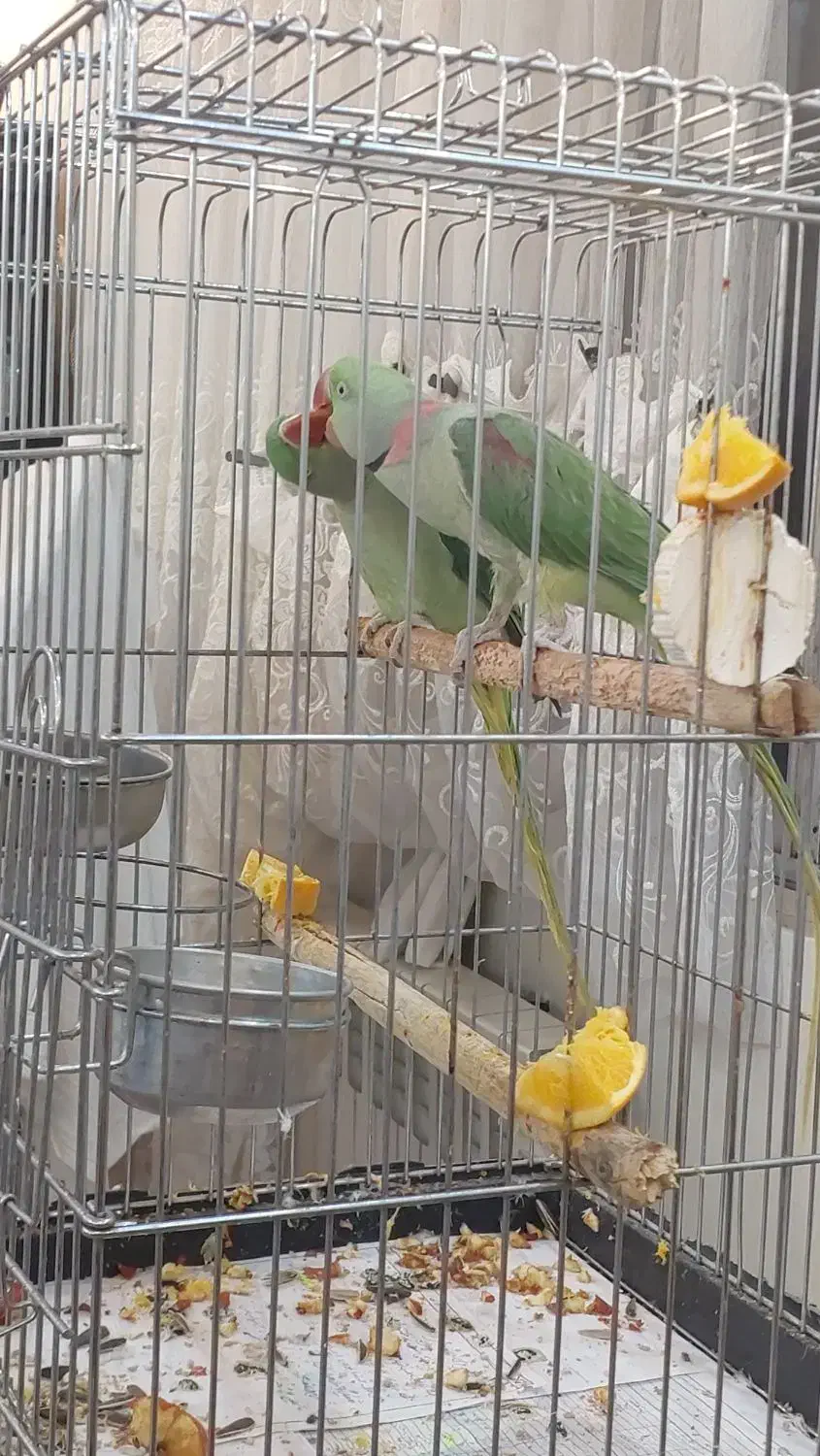 پرندگان|پرنده|تهران, مدائن|دیوار