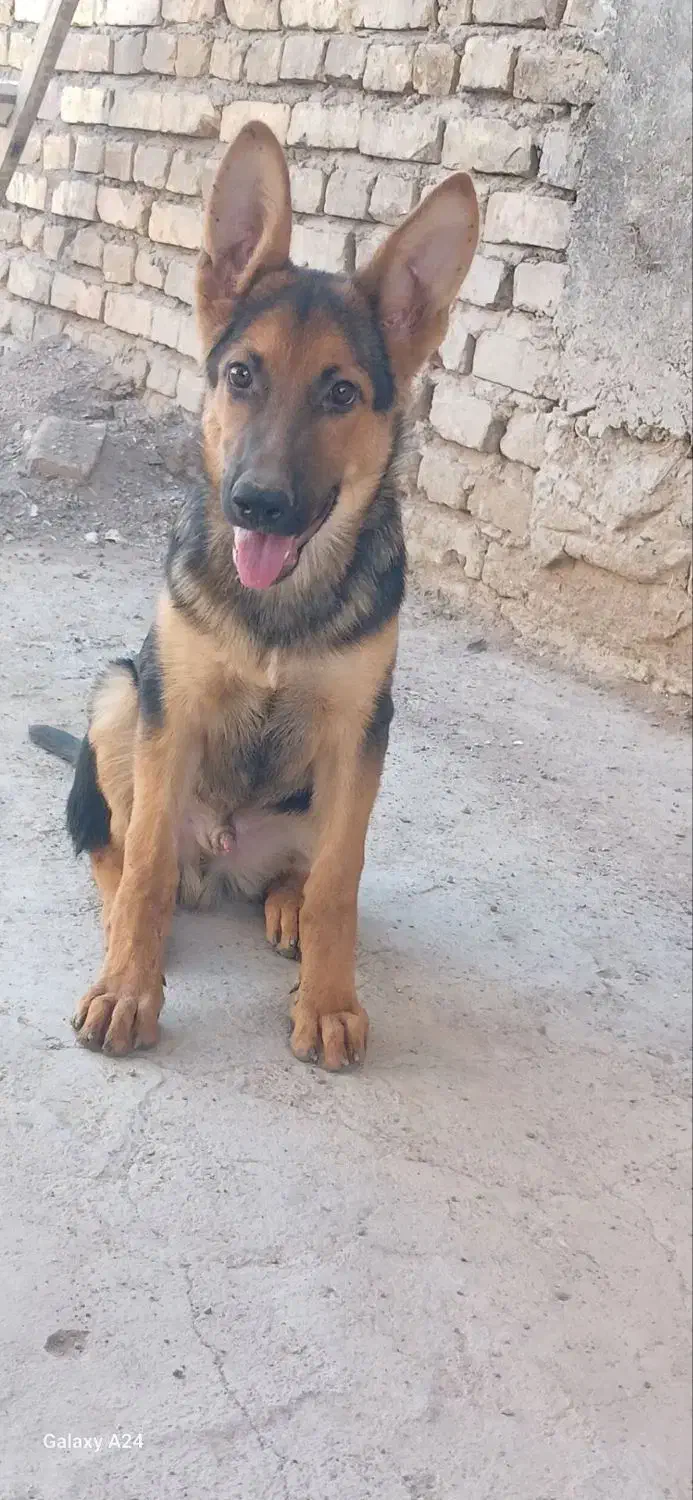 سگ ژرمن|سگ|کرمان, |دیوار