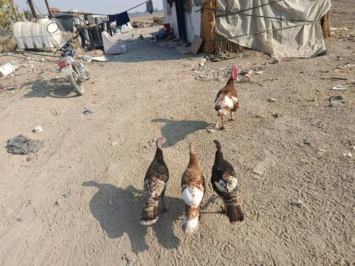 بوقلمون|حیوانات مزرعه|آفتاب, |دیوار