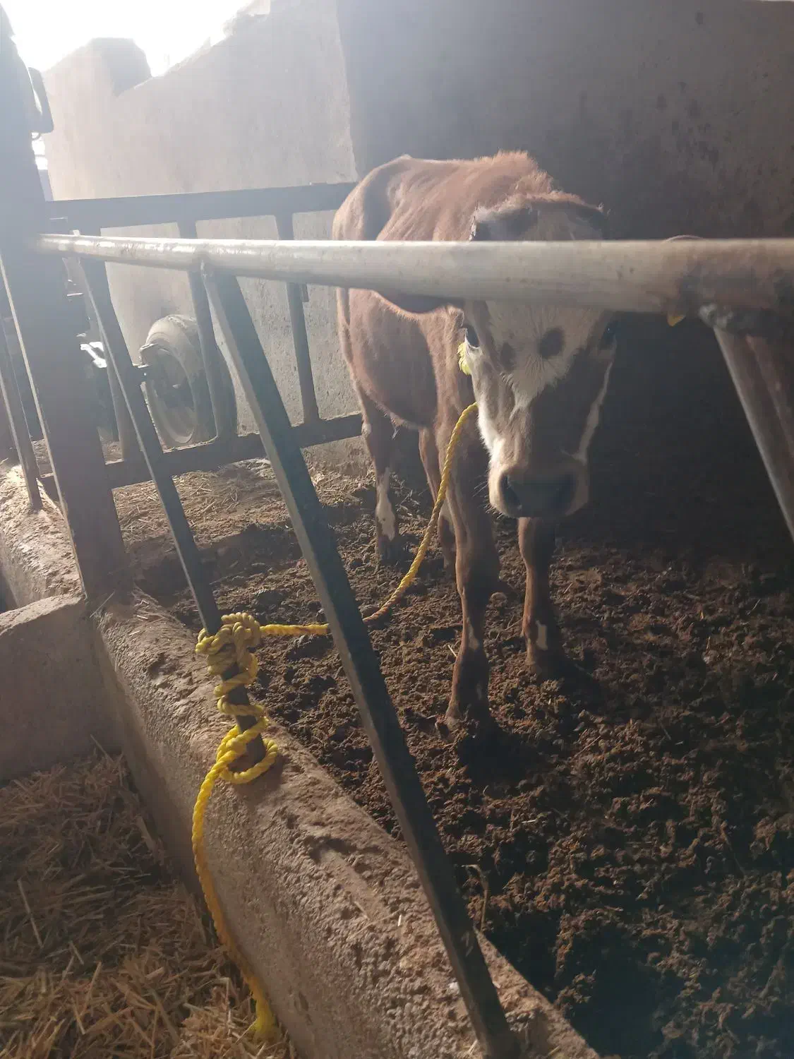 گوساله ماده|حیوانات مزرعه|تاکستان, |دیوار