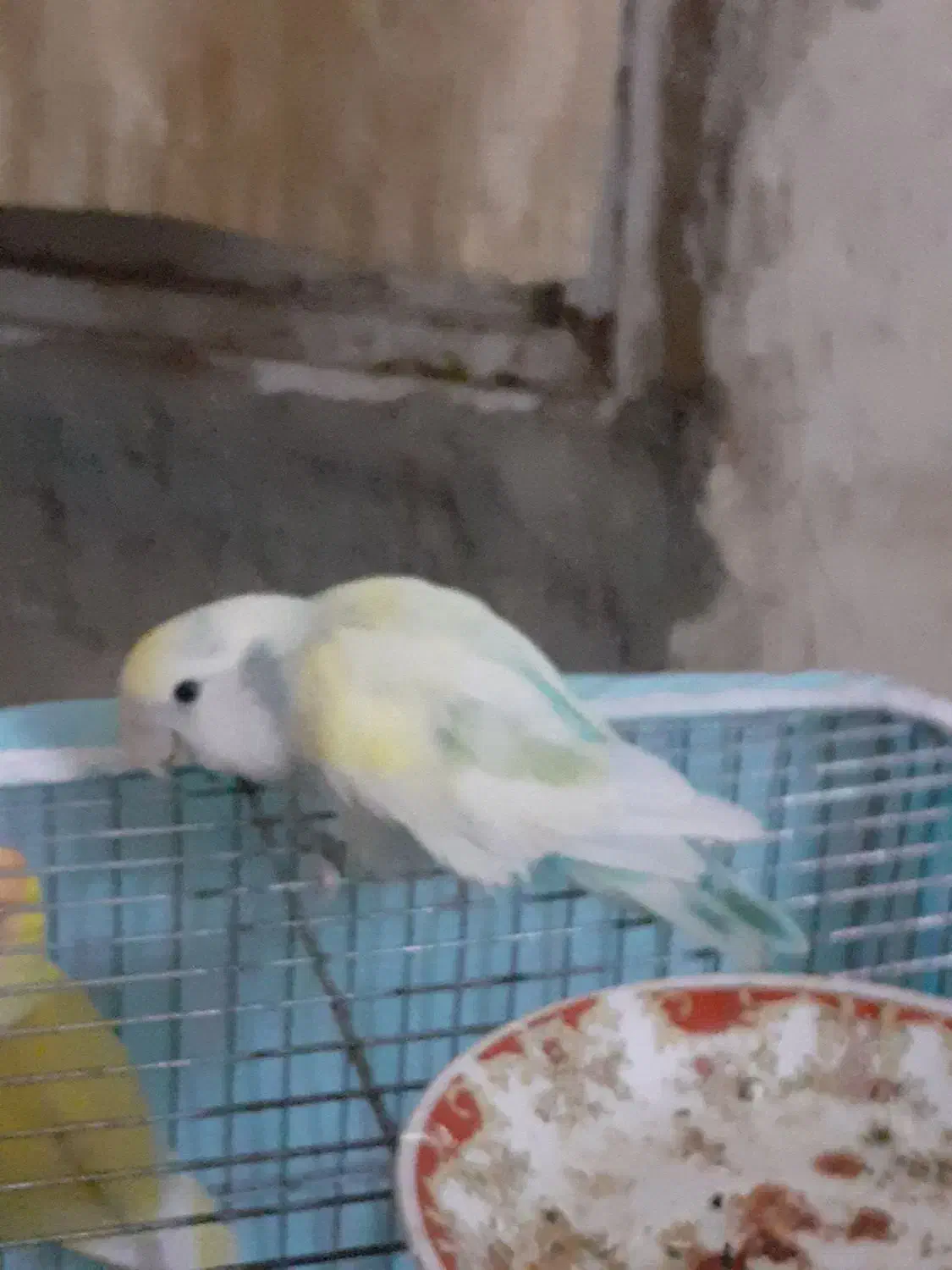 پرنده.کوتوله|پرنده|ریگ ملک, |دیوار