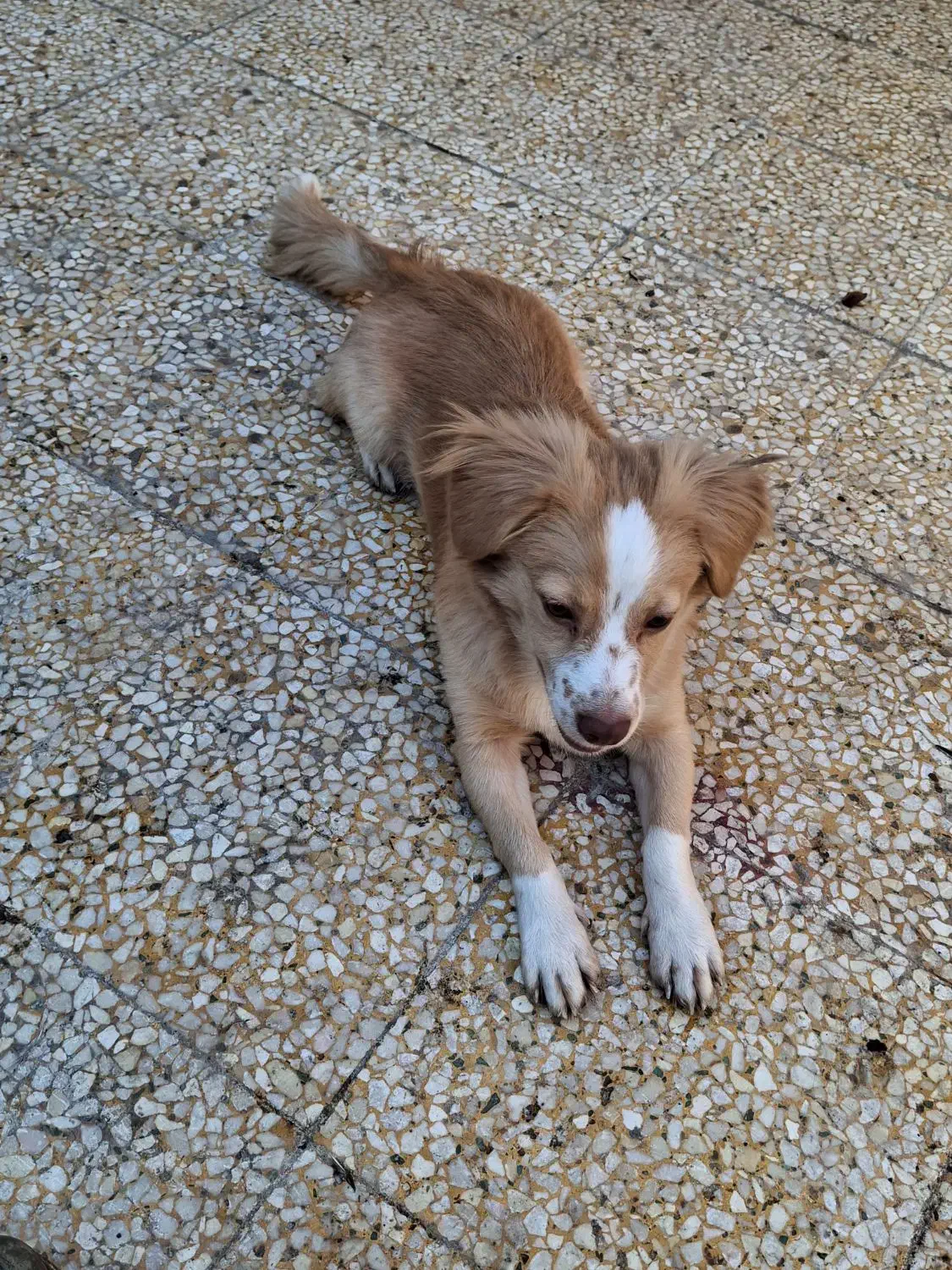 سگ  اشپیتز  روباهی|سگ|بندر گناوه, |دیوار