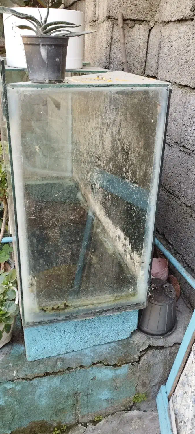 آکواریوم|ماهی|چالوس, |دیوار