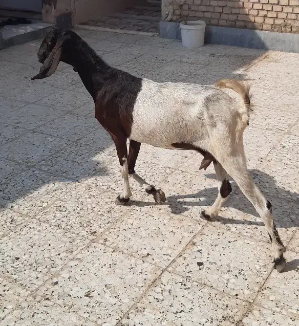 ۳راس بز ماده ابستن|حیوانات مزرعه|اهواز, اسماعیلیه|دیوار