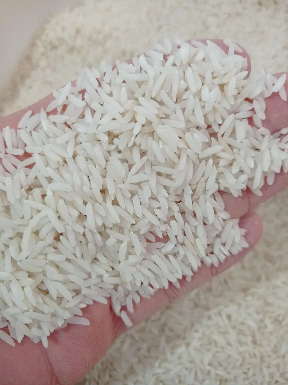 برنج هاشمی سورتینگ زده امسال ۲۰۰کیلو مانده فقط|خوردنی و آشامیدنی|رشت, لاکانی|دیوار