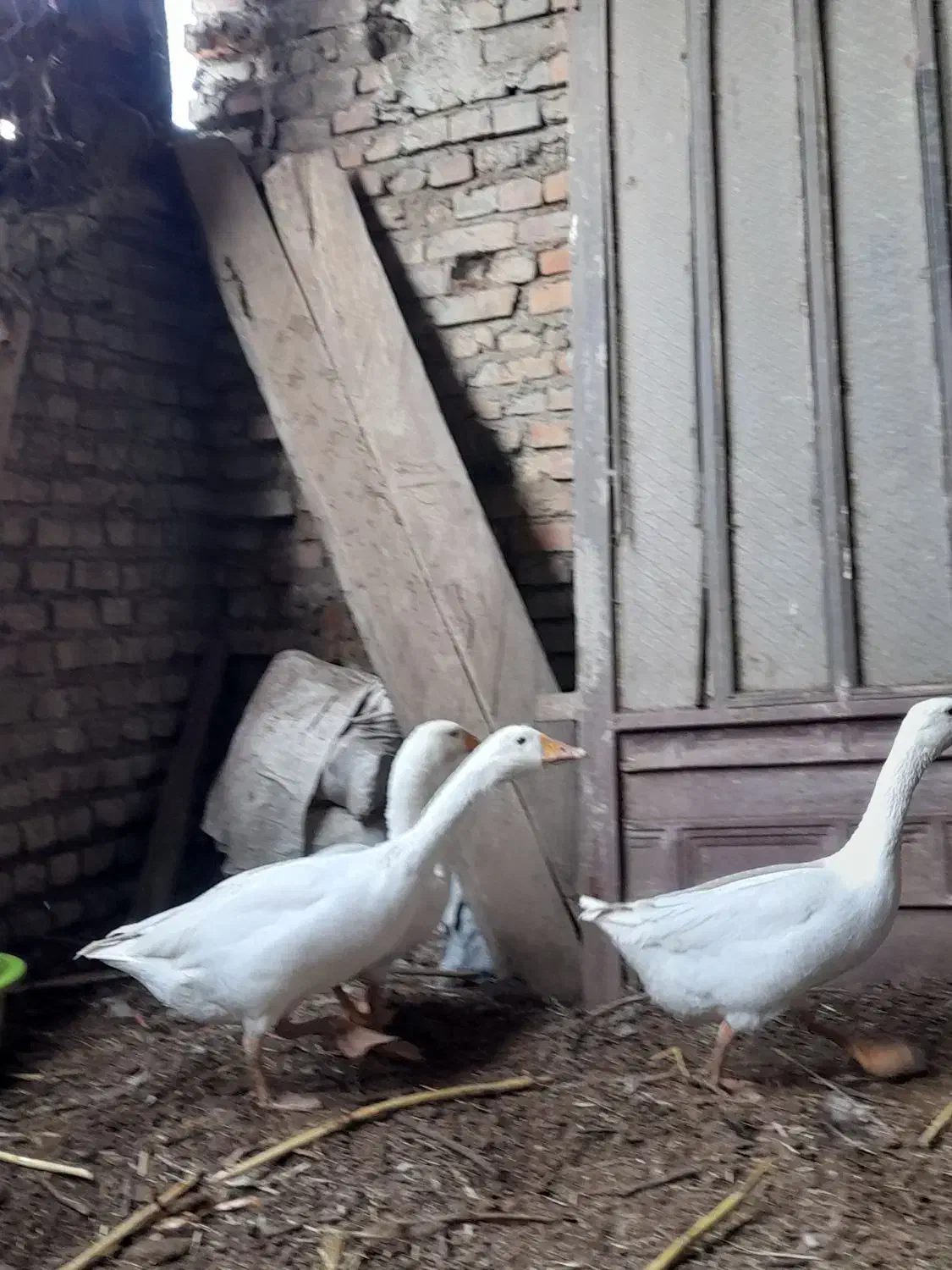 غازمحلی|حیوانات مزرعه|آزادشهر, |دیوار