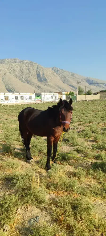 اسب نریون|اسب و تجهیزات اسبسواری|ایذه, |دیوار