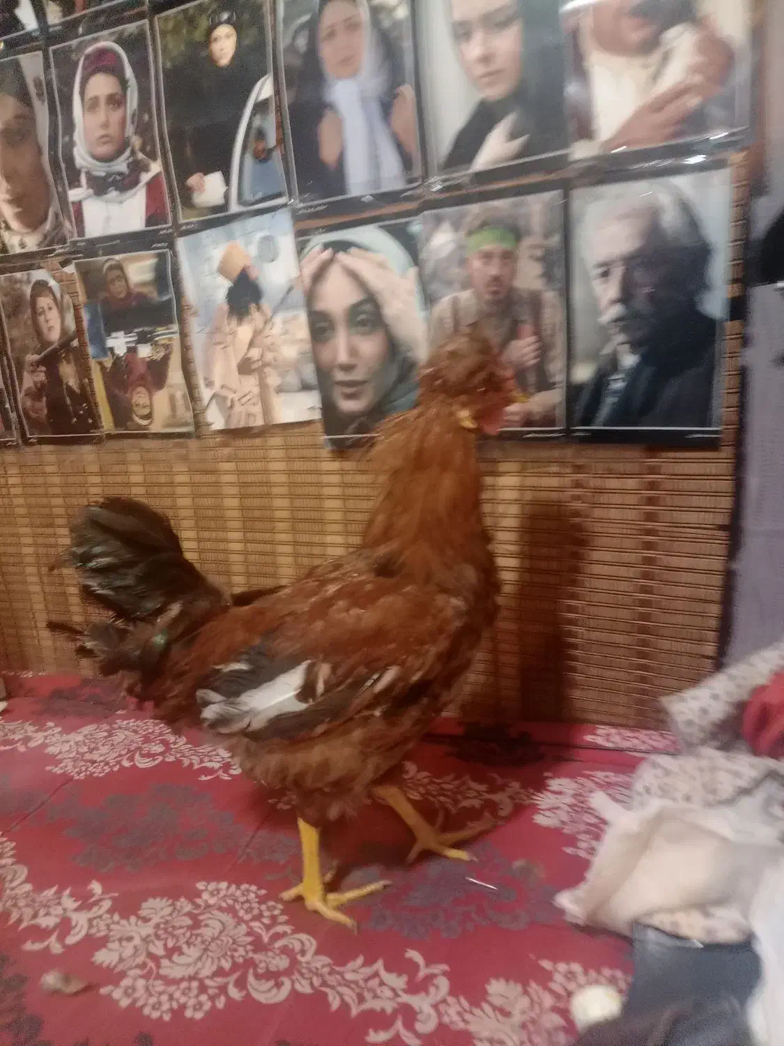 خروس|حیوانات مزرعه|تهران, شمیران‌نو|دیوار